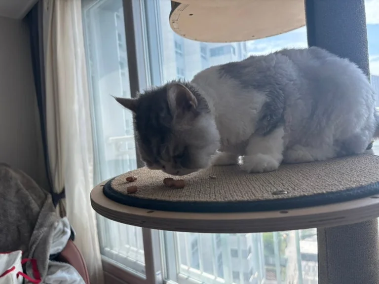 카르마커피 광명