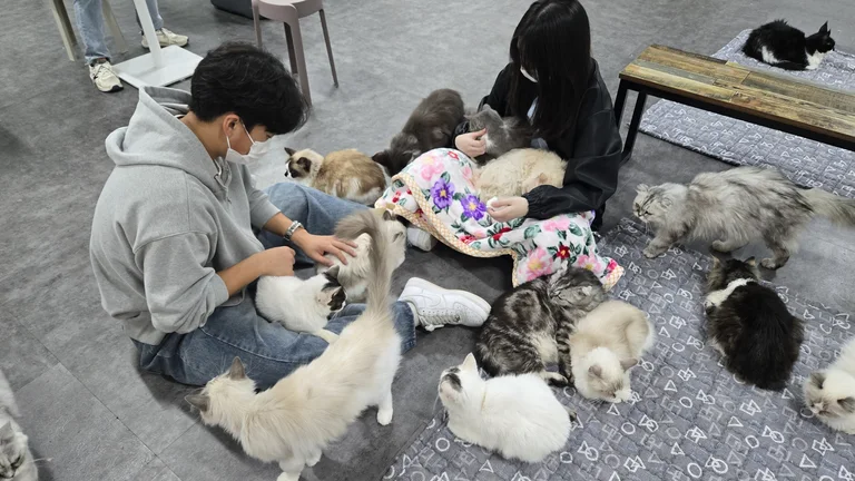 고양이기숙사
