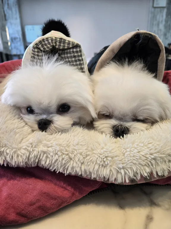 더왈츠 앤 조이피아 강남
