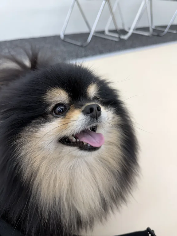 독스아일랜드 논현