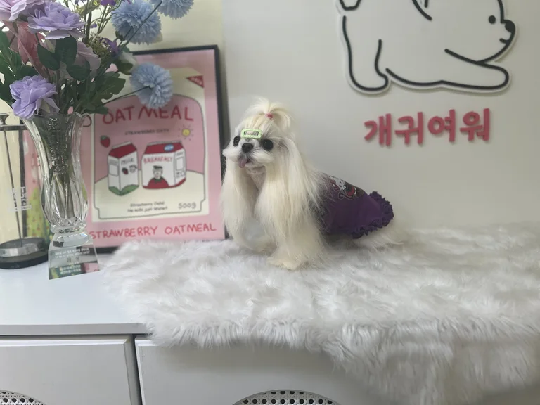 개귀여워