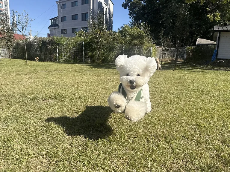 라드독