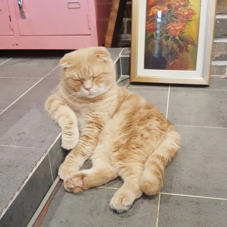 마이펫
