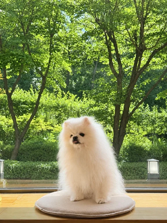 카페 바울