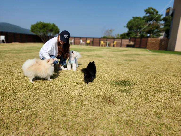 르꼬리 폴펫