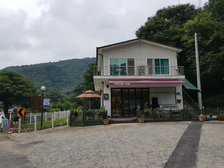 계수나무