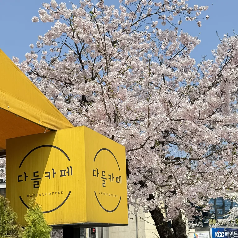 카페다들