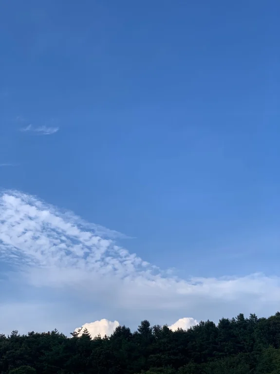 아르코