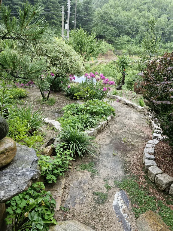 카페바람꽃