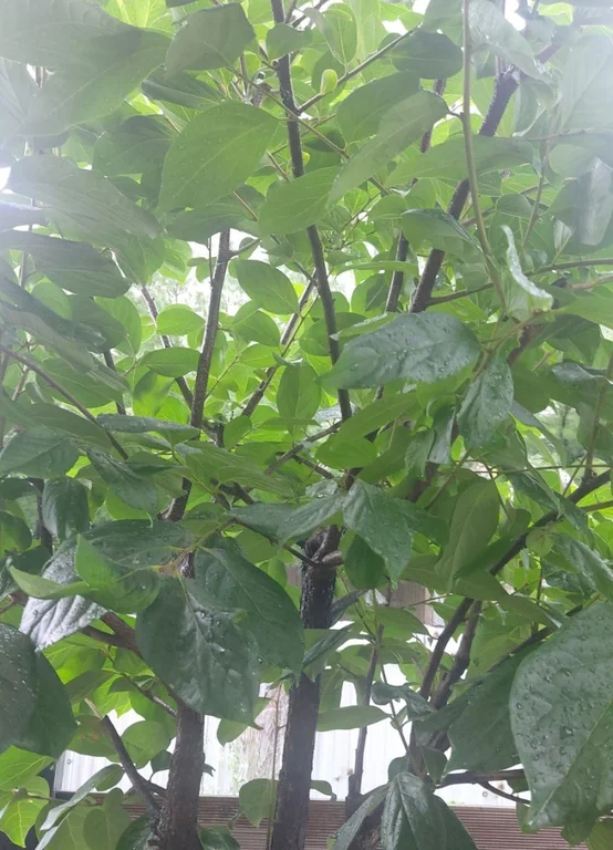 커피마을