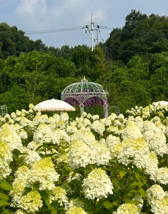 모멘도르