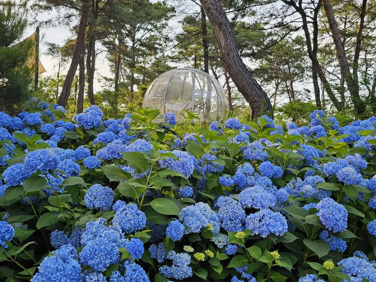 비채카페