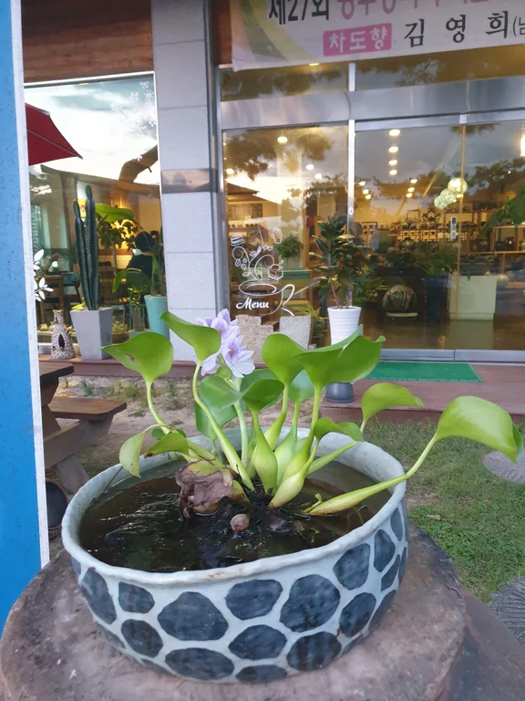 차도향