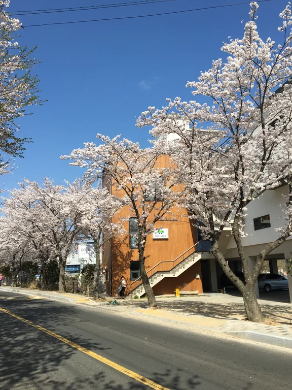 디디루나