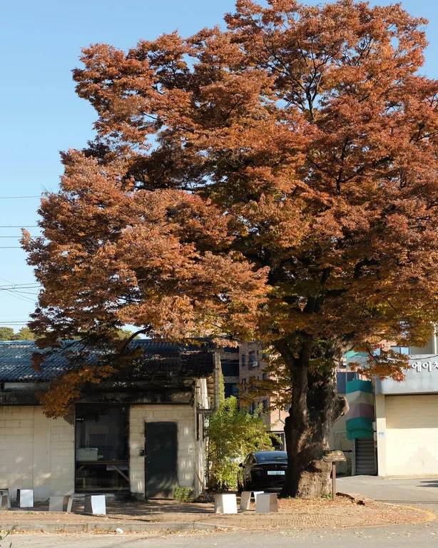 커피냅로스터스 HQ