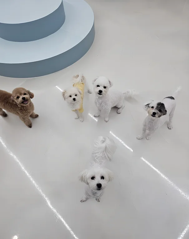 해피멍스