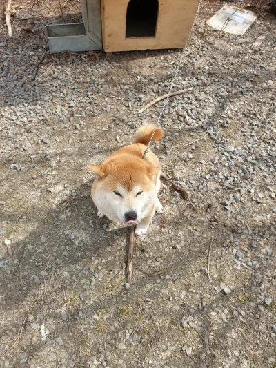 고개새울라이브카페
