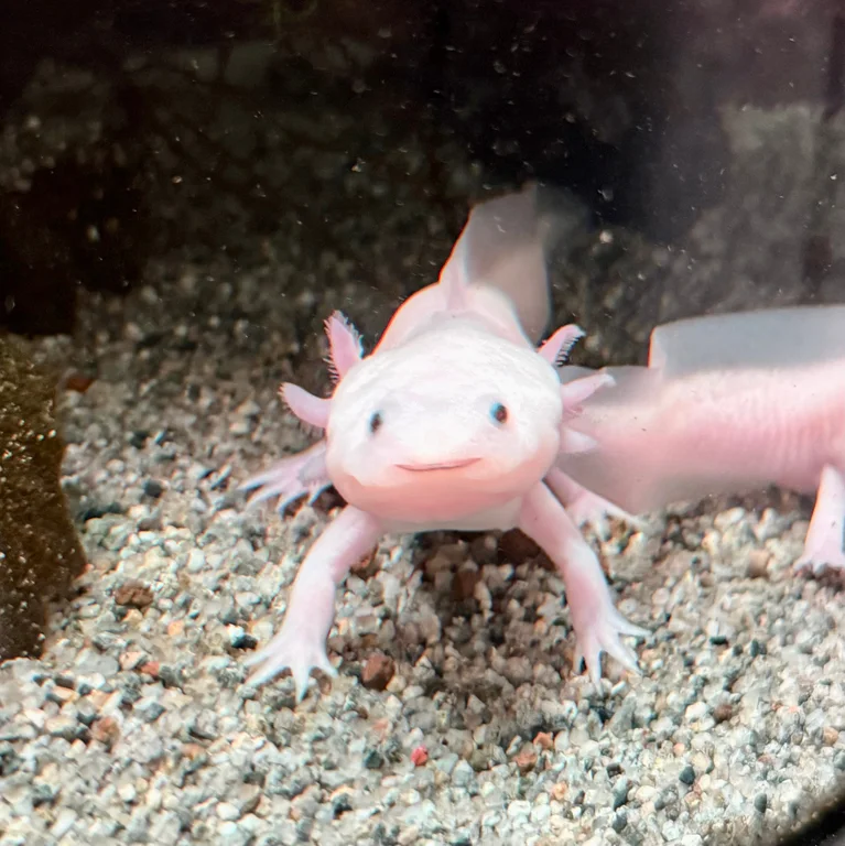 카페 베이커디