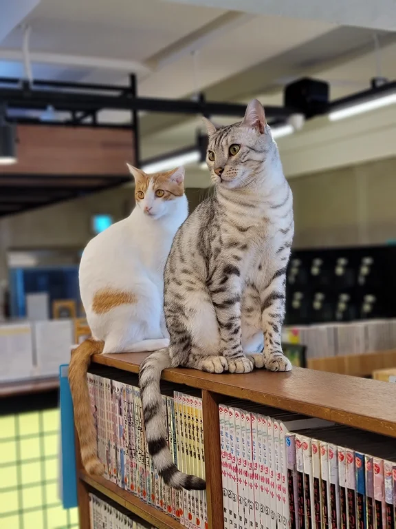 꽁냥꽁냥