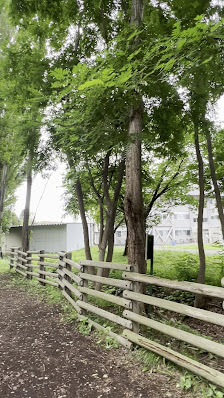 Hokkaido University Poplar Tree Avenue 3