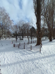 Hokkaido University Poplar Tree Avenue 4