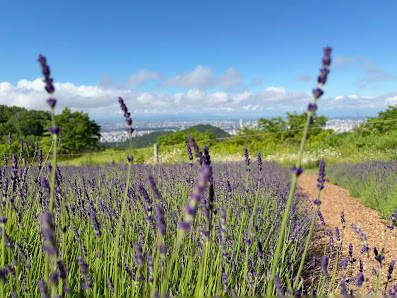 Horomitoge Lavender Garden 사진 3