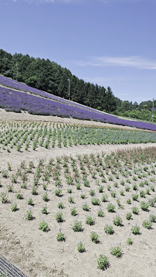 Nakafurano Flower Park 3