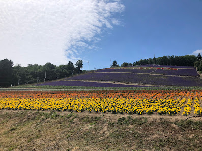 Nakafurano Flower Park 사진 2
