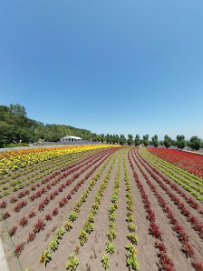 팜 도미타 6