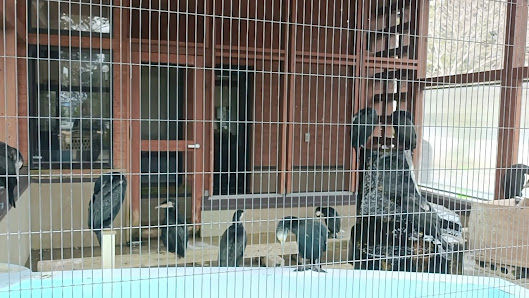 깃코 우노사토 (가마우지 사육 시설) 3