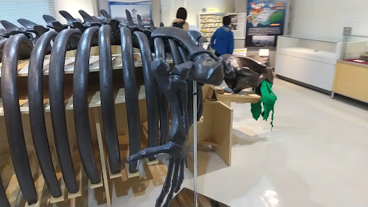 Sapporo City Museum Activity Center 사진 3