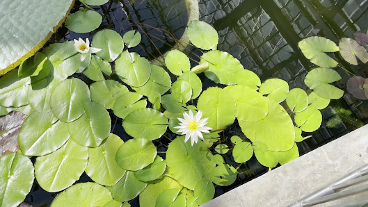 Hiroshima Botanical Garden 3