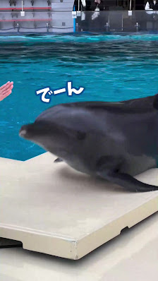 마린월드 우미노나카미치 (Marine World Uminonakamichi) 4