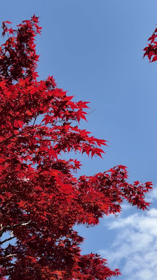 Hiraoka Tree Art Center 사진 3
