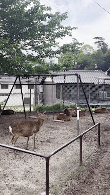 Miyajima Hotel Makoto 3