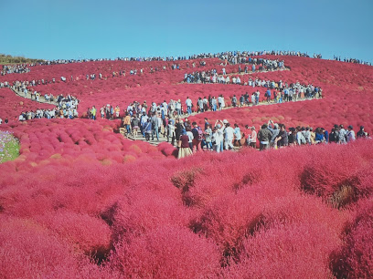 히타치해변공원