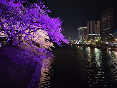 舞鶴公園の桜 사진 3