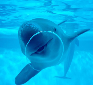 마린월드 우미노나카미치 (Marine World Uminonakamichi) 사진 2