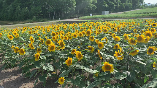 해바라기 점보 미로 3
