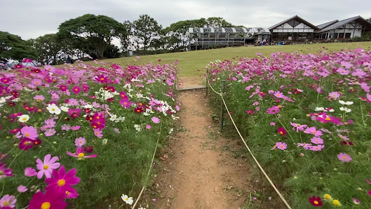Nokonoshima Island Park 3