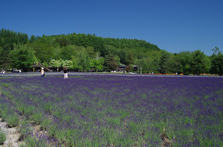 Sakiwai Field 사진 3