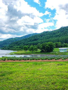 Lake Kanayama Lavender Field 사진 3