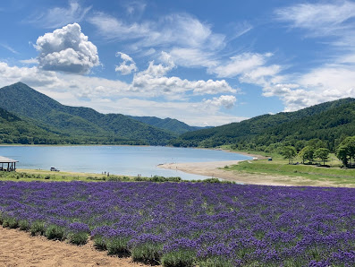 Lake Kanayama Lavender Field 사진 2