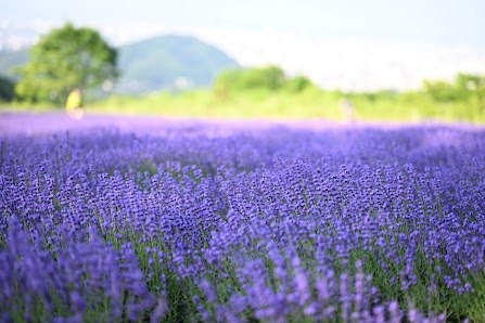 Horomitoge Lavender Garden 사진 2
