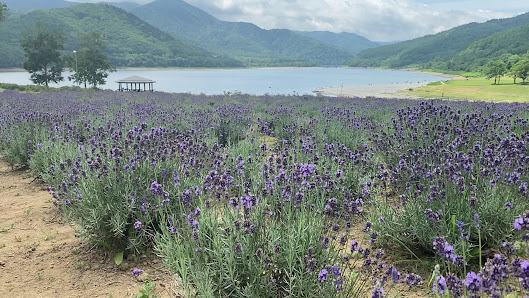 Lake Kanayama Lavender Field 3