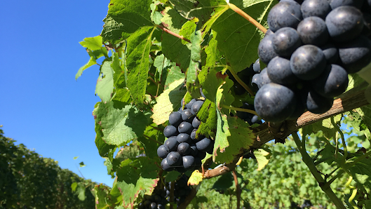 Domaine Takahiko 5
