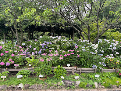 Hiroshima Botanical Garden 사진 3