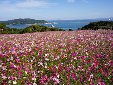 Nokonoshima Island Park 사진 2