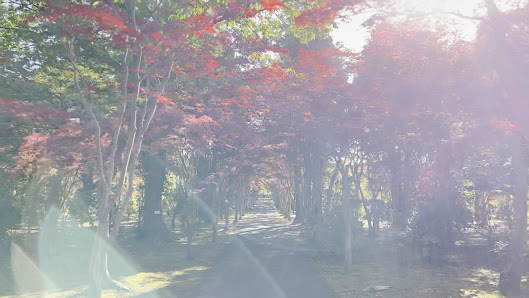 Hiraoka Tree Art Center 3