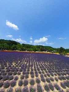 Sakiwai Field 5